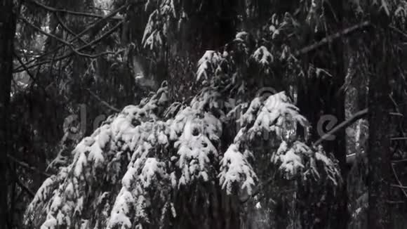 在暴风雨的下午雪花飘落在松树和黑影上视频的预览图