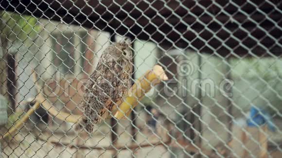 猫头鹰在笼子里视频的预览图