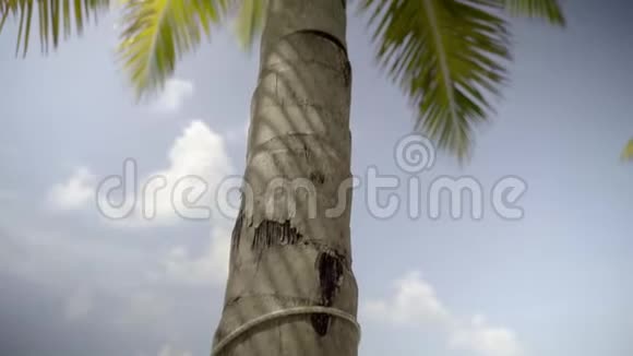 热带棕榈在阳光下紧贴天空视频的预览图