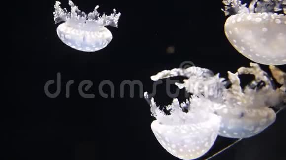 一个水母游泳特写镜头黑海的福纳奥雷利亚月亮果冻月亮水母视频的预览图