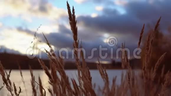 日落时云中的干草视频的预览图