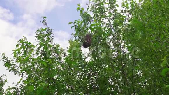养蜂人把一群蜜蜂从树上移走养蜂人用一群蜜蜂摇动苹果树视频的预览图
