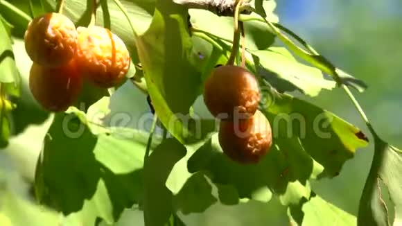 台风过后秋日阳光下成熟的银杏树视频的预览图
