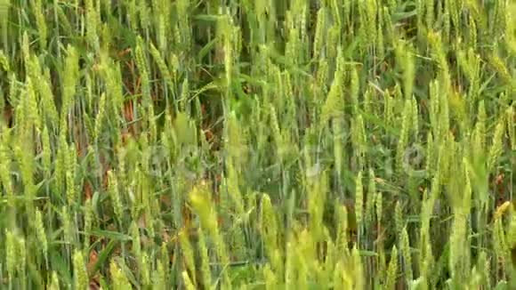 绿色黑麦田顶景视频的预览图