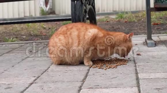 无家可归的红猫吃猫粮视频的预览图