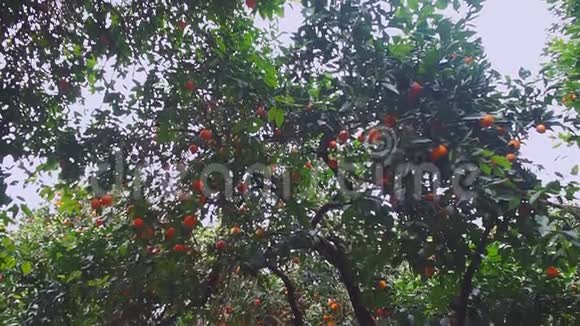 有橘子树的花园特写镜头视频的预览图