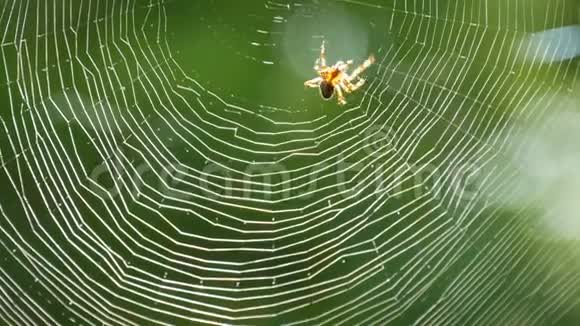 棕色蜘蛛十字军在夏天在树上织网在树木绿叶的背景下编织网大人物视频的预览图