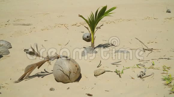 热带海滩上的椰子棕榈树发芽视频的预览图