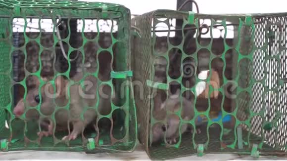 两只老鼠被困在一个金属笼子里寻求帮助视频的预览图