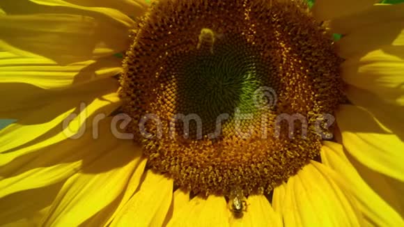 蜜蜂采集花粉的特写镜头视频的预览图