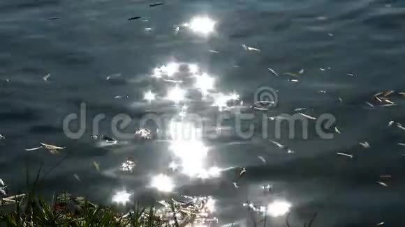 阳光照在水面上阳光反射在湖水中视频的预览图