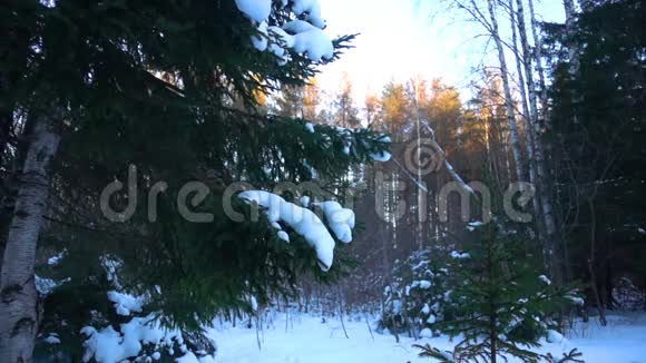 雪落在杉树的树枝上缓慢的运动视频的预览图