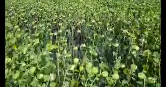 在干燥的绿色向日葵田野上进行无人机飞行乌克兰视频的预览图