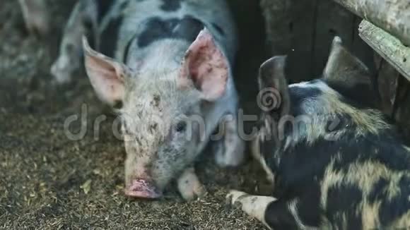 特写小斑点家养猪在地上休息视频的预览图