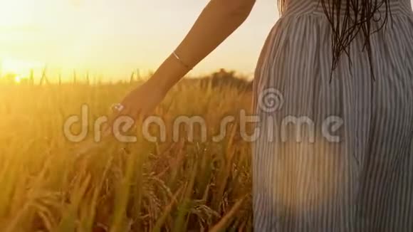 女人手在日落或日出时触摸年轻的麦穗乡村和自然风光国家自然暑假视频的预览图