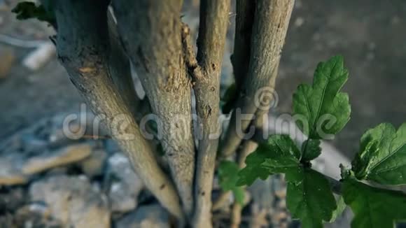 小花树的树干视频的预览图