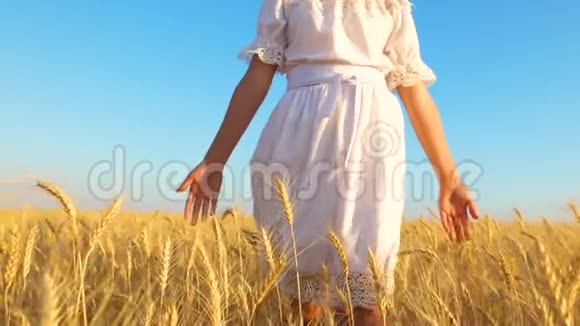 女孩的手抚摸成熟的麦穗女孩走过一片麦田慢动作视频的预览图