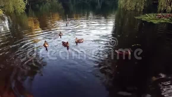鸭子在湖上一起游泳视频的预览图