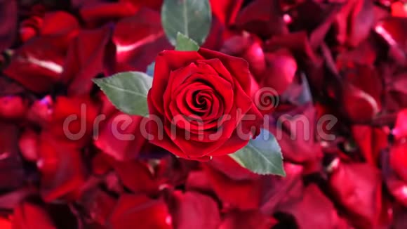 顶景红玫瑰花旋转特写背景美丽的暗红色玫瑰特写视频的预览图