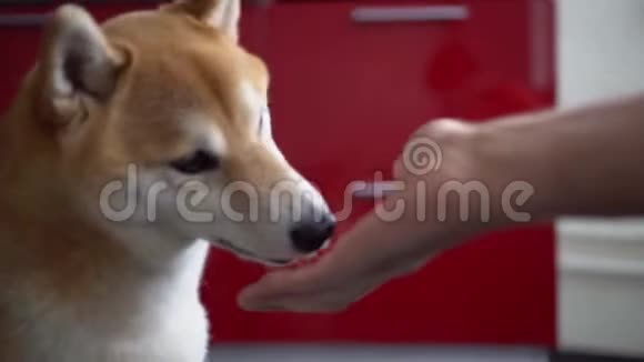 狗从人的手中获取食物并愉快地吃它Shibainu特写视频的预览图