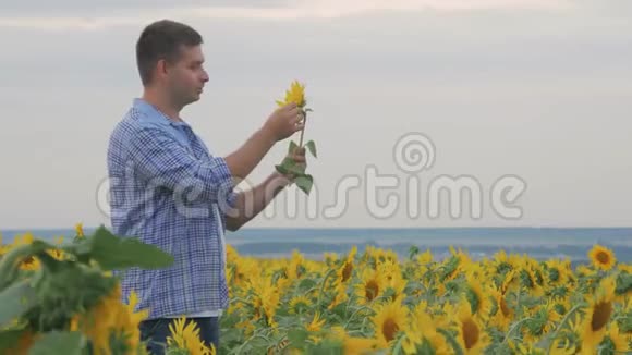 向日葵田里的红人满意的农民在向日葵的田野上看向日葵的种子视频的预览图