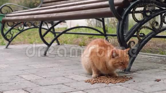 无家可归的红猫吃猫粮视频的预览图