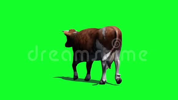 奶牛从绿色屏幕后面快速观看视频的预览图