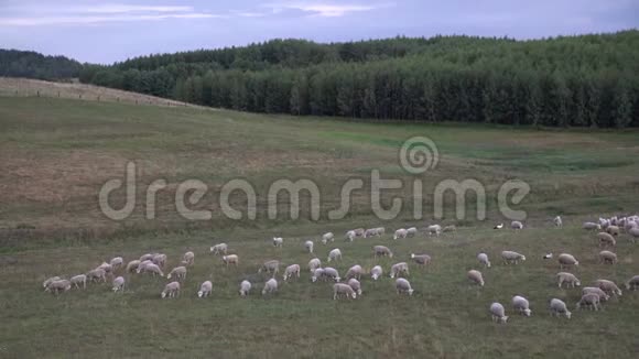 白羊在森林边的田野里吃草山谷里户外的家产羊肉动物农场农民种羊视频的预览图