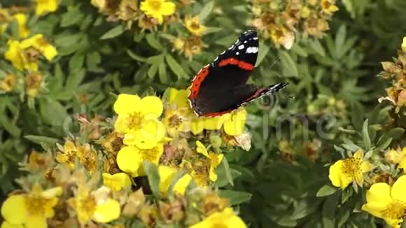 黄花上蝴蝶视频的预览图