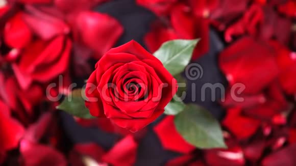 顶景红玫瑰花旋转特写背景美丽的暗红色玫瑰特写视频的预览图