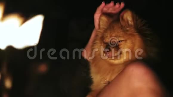 狗种斯皮茨坐在火堆主人的手上视频的预览图