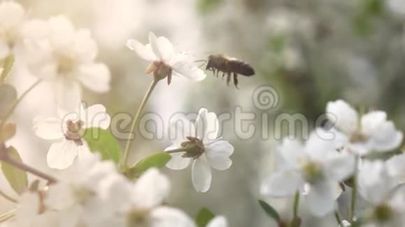 蜜蜂飞向开花的树慢动作视频的预览图