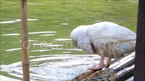 一段美丽的白凯丽娜莫沙塔鸭子在泰国的运河水中享受自我清洗的镜头视频的预览图