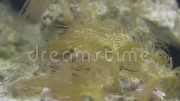 玻璃海葵摇曳附着在海底的石头上视频的预览图