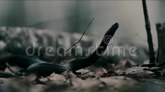 秋叶背景上的黑蛇视频的预览图