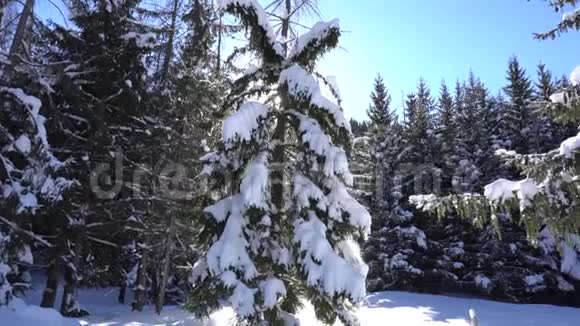 神奇的冬季森林太阳光线穿过树木绿和树木很多雪视频的预览图