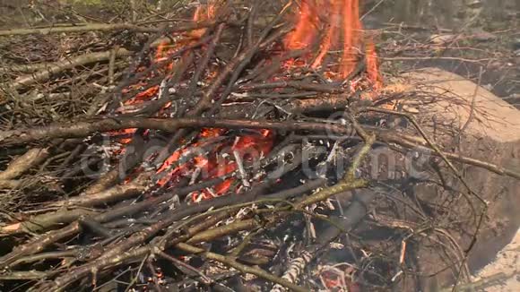 树枝的特写在火灾的地方燃烧启动明火视频的预览图