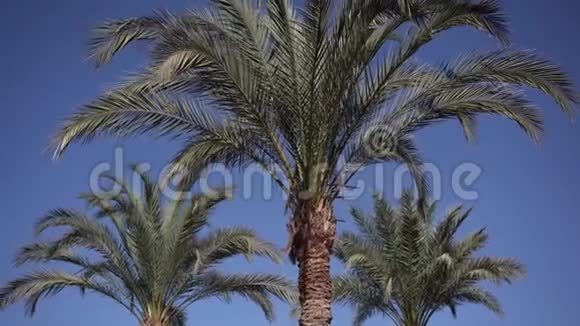 三棵棕榈树在风中摇曳视频的预览图