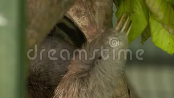哥斯达黎加动物园树皮上的三趾树懒视频的预览图