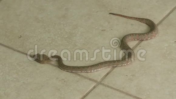 哥斯达黎加动物园地板上爬行的睫毛毒蛇视频的预览图