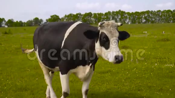 黑白两色的奶牛站在绿色的田野上吃草美丽的山景看着镜头可爱视频的预览图