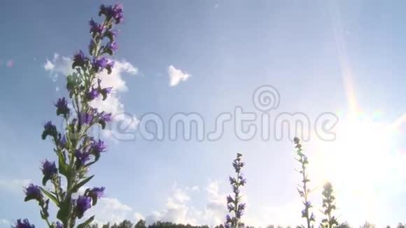 蛇草花在明亮的天空背景上外阴视频的预览图