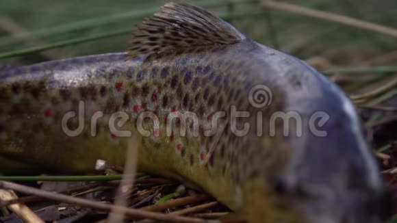 淡水河边植被上野生褐鳟草地上有点的野鱼飞钓在河里旋转视频的预览图