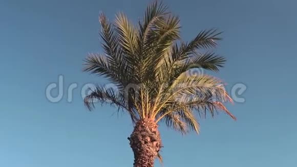 棕榈树经过晴朗的天空开车穿过阳光明媚的西班牙阿利坎特视频的预览图