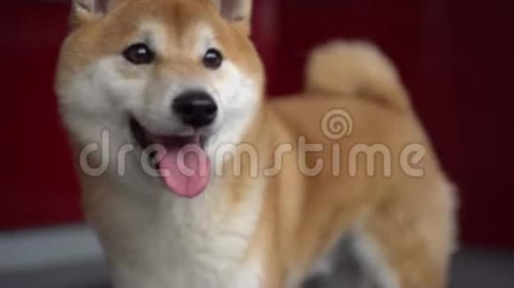 有舌头的快乐狗从嘴里伸出来进入框架然后离开视频的预览图