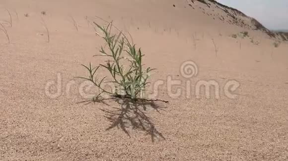 关闭沙丘沙漠植物区视频的预览图