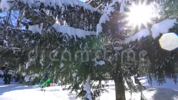 神奇的冬季森林太阳光线穿过树木绿和树木很多雪视频的预览图