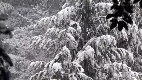 很大的雪落在树枝上视频的预览图