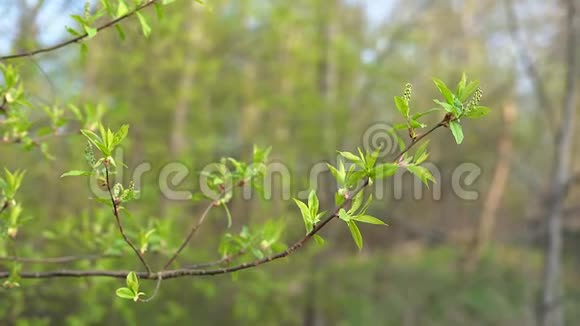 日落时带绿叶的树枝视频的预览图