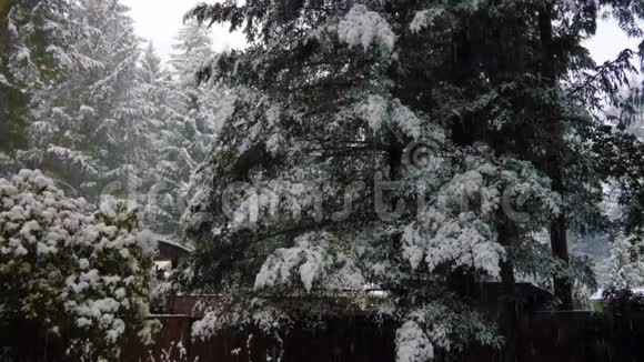 十二月冬天的雪落在绿树上视频的预览图